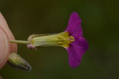 Aubrieta deltoidea