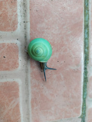 Asperitas bimaensis cochlostyloides