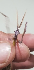 Empusa fasciata