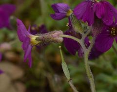 Aubrieta deltoidea