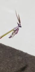 Empusa fasciata