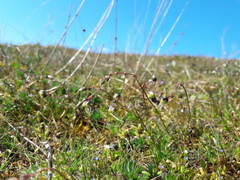 Spergula pentandra