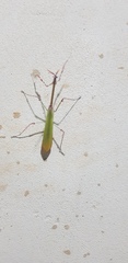Empusa fasciata