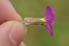 Aubrieta deltoidea