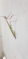 Empusa fasciata