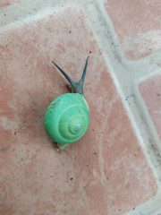 Asperitas bimaensis cochlostyloides