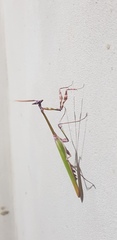 Empusa fasciata