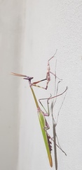 Empusa fasciata