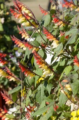 Ipomoea lobata