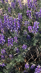Lupinus albifrons