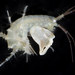 Dulichiella appendiculata - Photo (c) smithsonian_marinegeo, some rights reserved (CC BY-NC-SA), uploaded by smithsonian_marinegeo