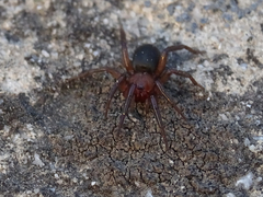 Gnaphosidae