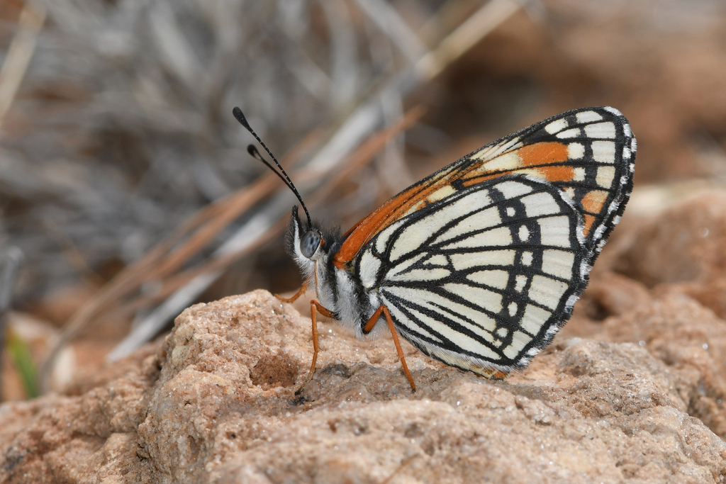 Coronado Checkerspot