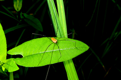 Leiobunum nigropalpi