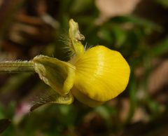 Ranunculus bulbosus