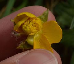 Ranunculus bulbosus
