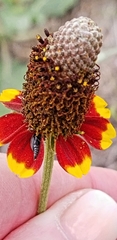 Rudbeckia amplexicaulis