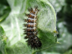 Melitaea phoebe