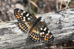 Chlosyne coronado coronado