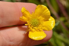 Ranunculus bulbosus