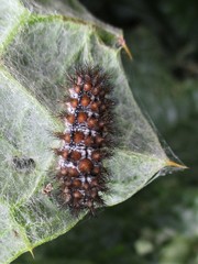 Melitaea phoebe