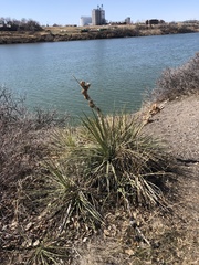Yucca glauca
