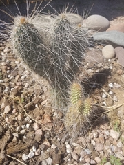 Opuntia polyacantha erinacea