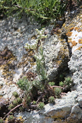 Petrosedum subulatum