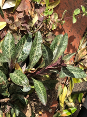 Lysimachia minoricensis