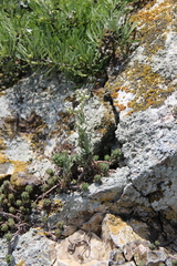 Petrosedum subulatum