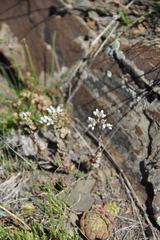 Petrosedum subulatum