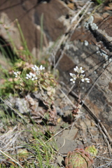 Petrosedum subulatum