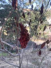 Rhus typhina