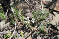 Petrosedum subulatum