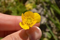Ranunculus bulbosus