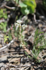 Petrosedum subulatum