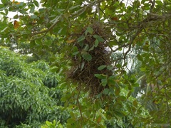 Phacellodomus rufifrons