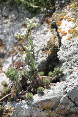 Petrosedum subulatum