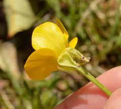 Ranunculus bulbosus