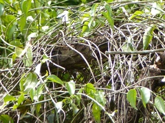 Synallaxis frontalis