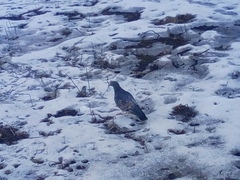 Columba livia domestica