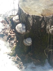 Fomes fomentarius