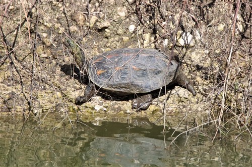 Chinese Stripe-necked Turtle, Texas, US, photo 10 of 10