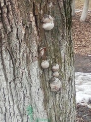 Fomes fomentarius