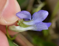 Viola riviniana
