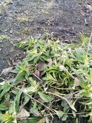Dianthus barbatus