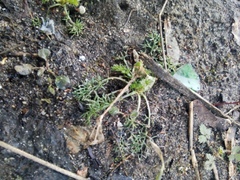 Tripleurospermum inodorum
