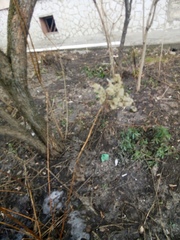 Solidago gigantea