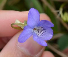 Viola riviniana
