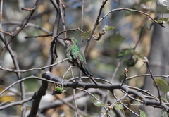 Cynanthus latirostris